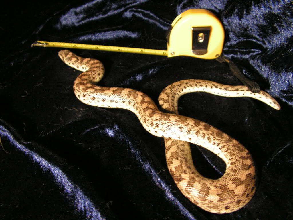 SE England Male Tartar Sand Boa Reptile Forums